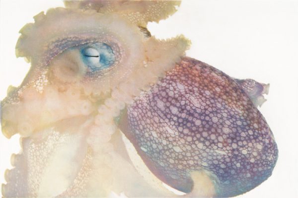Day Octopus